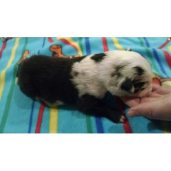 Border Collie puppy for sale + 44130