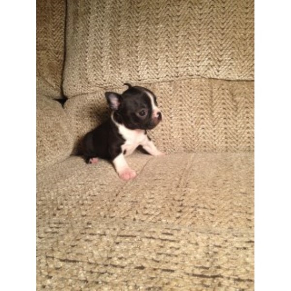 Boston Terrier puppy for sale + 46743
