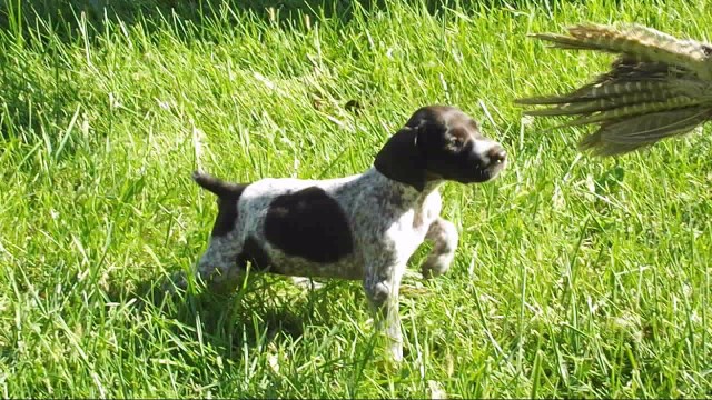 German Shorthaired Pointer puppy for sale + 47085