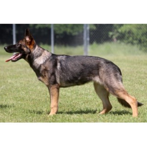 6 Month Old Sable Female