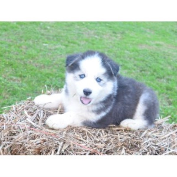 Siberian Husky puppy for sale + 44136