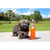 havanese for sale in missouri havanese breeders in missouri freedoglistings havanese for sale in missouri havanese breeders in missouri freedoglistings