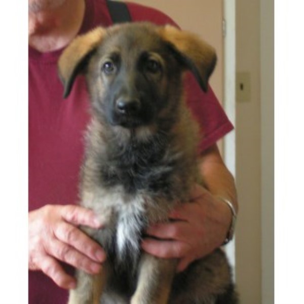 German Shepherd Dog puppy for sale + 43645