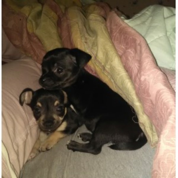 Chihuahua Puppies For Sale, Not Registered