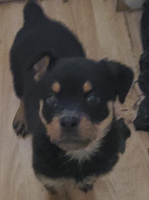 Rottweiler puppy for sale + 64281