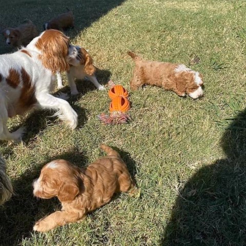 Cavapoo puppies available
