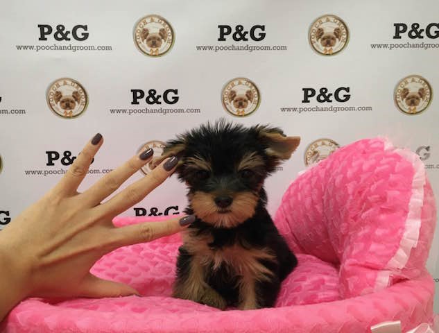Yorkshire Terrier puppy for sale + 46988
