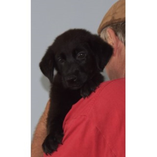 Ready Now Golden Shep Cross Bred Male Puppies Available Ohio