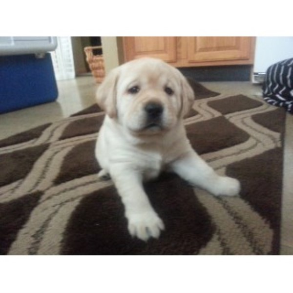 Labrador Retriever puppy for sale + 44604