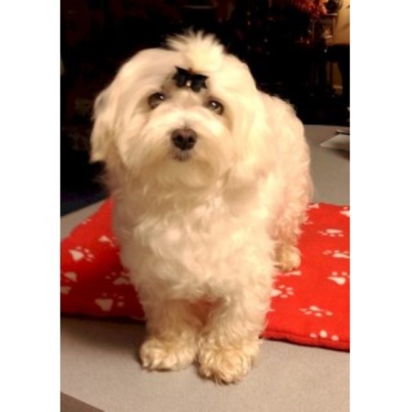 Maltese puppy for sale + 45692