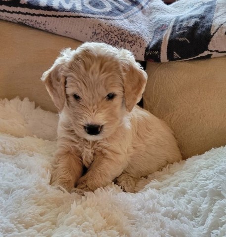 Charlie, the Goldendoodle Pup  ****SALE**** OCT. 14 - 16, 2022 ONLY  $400.00 OFF