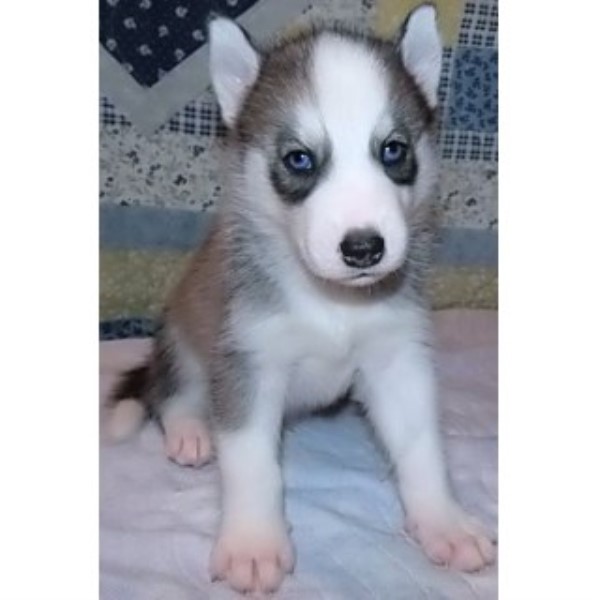 Siberian Husky puppy for sale + 46203
