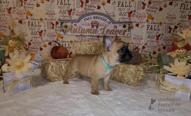 French Bulldog puppy for sale + 65273