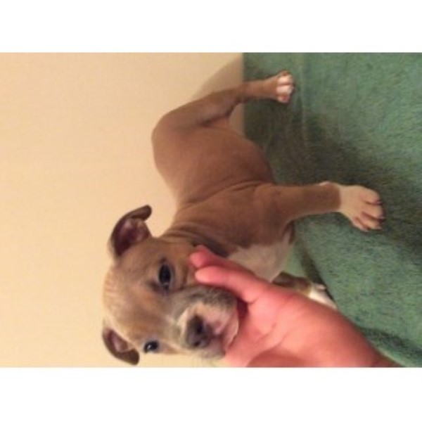 American Bulldog puppy for sale + 45723
