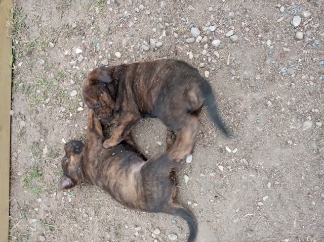 Cane Corso puppies looking for there forever home