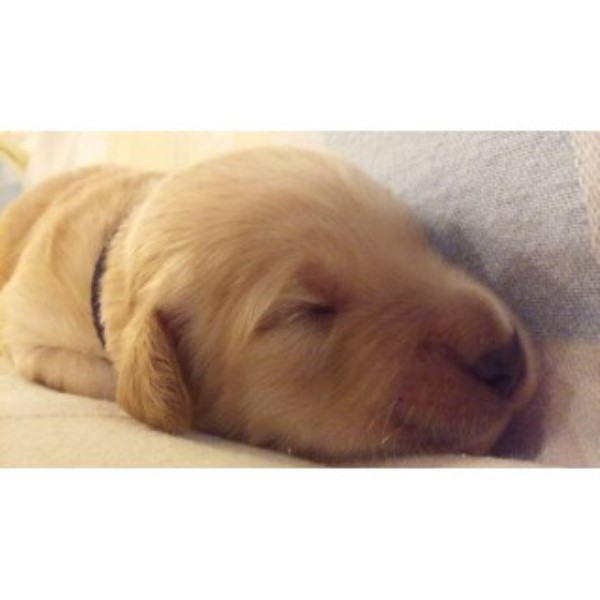Goldendoodle puppy for sale + 46352
