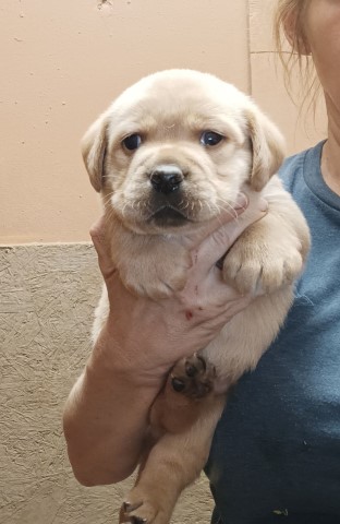 Labrador Retriever puppy for sale + 65801