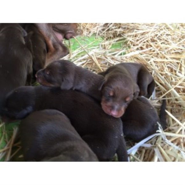 All Dark Red Working Line Euro Doberman Puppies From Titled Sire