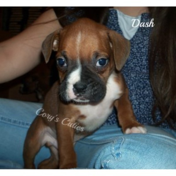 Boxer puppy for sale + 44143