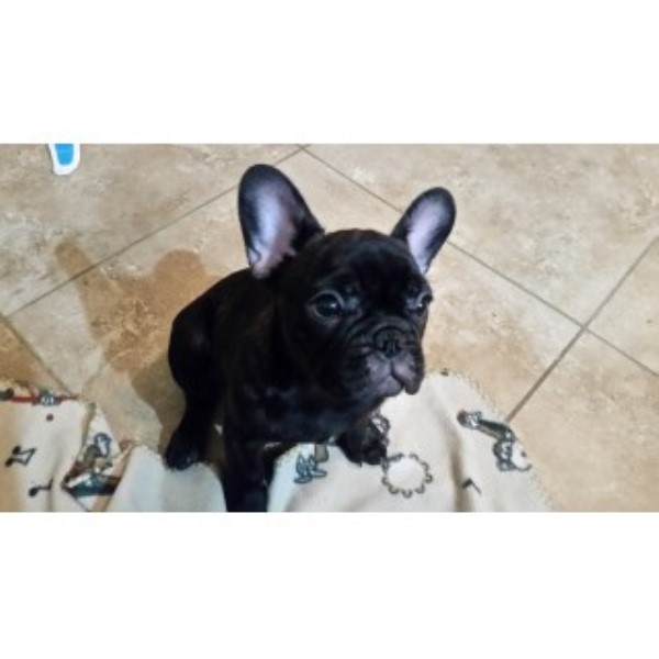 French Bulldog puppy for sale + 46697