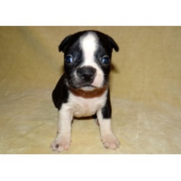 Boston Terrier puppy for sale + 46895