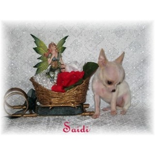 Chihuahua puppy for sale + 46111