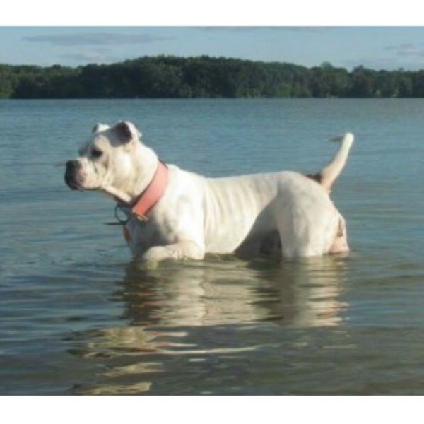 American Bulldog puppy for sale + 44838