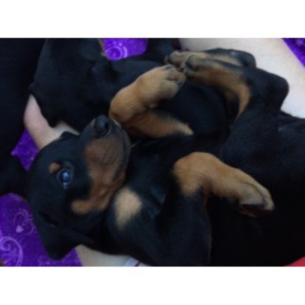 Doberman Pinscher puppy for sale + 46348