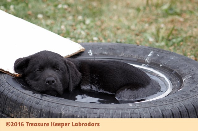 AKC Black Labrador Retriever Started Adolescent Puppies M & F