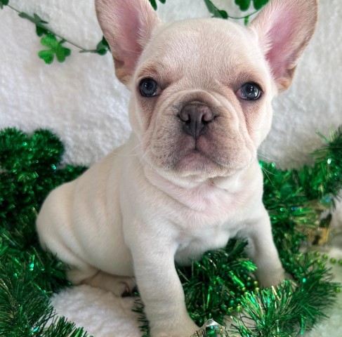 French Bulldog puppy for sale + 64579