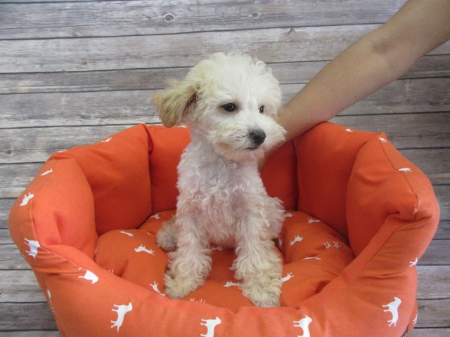 Maltese puppy for sale + 46976