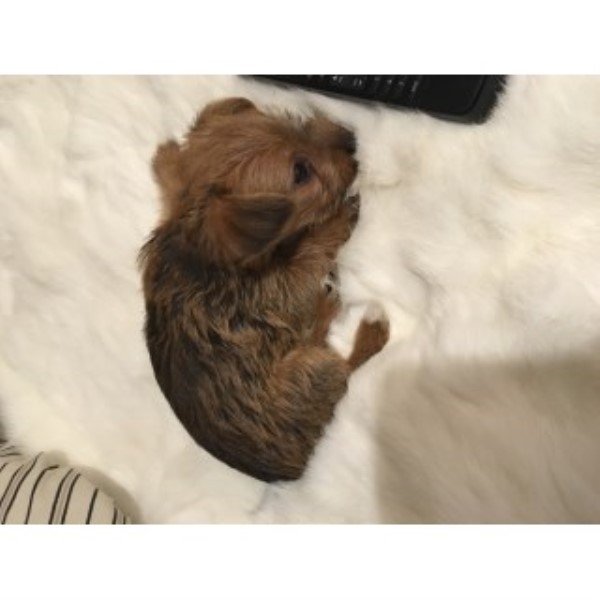 Yorkshire Terrier puppy for sale + 46651