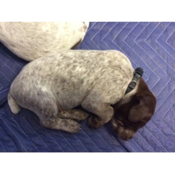 German Shorthaired Pointer puppy for sale + 46028