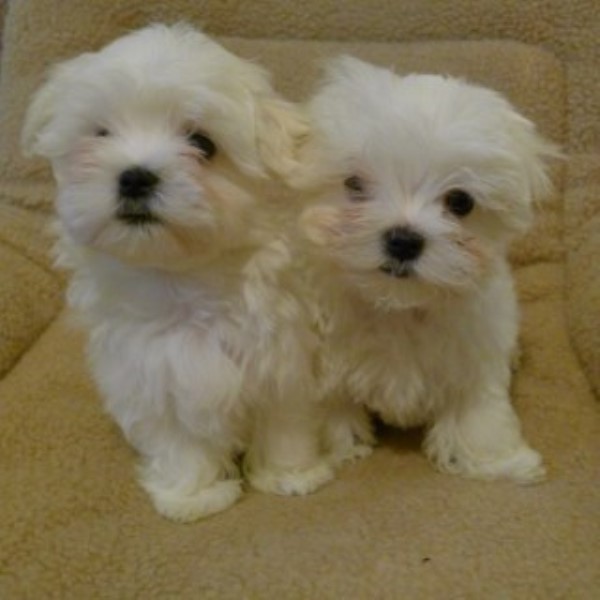 Beautiful Quality Maltese Girl Puppies For Sale