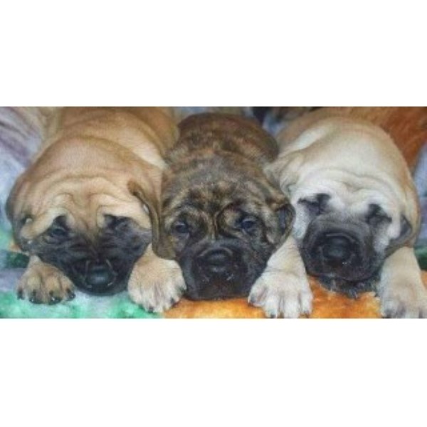 mastiff puppies for sale florida mastiff puppies and dogs for sale and adoption freedoglistings mastiff puppies for sale florida mastiff puppies and dogs for sale and adoption freedoglistings