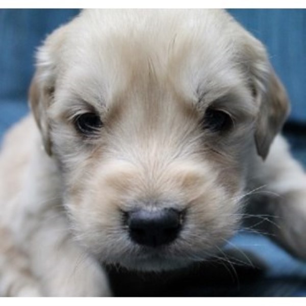 Golden Retriever puppy for sale + 45214