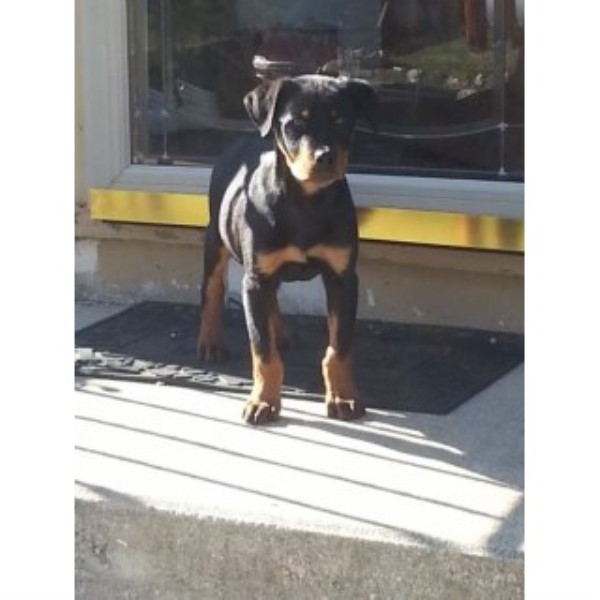 Rottweiler puppy for sale + 45215