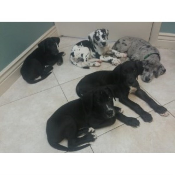Great Dane puppy for sale + 45051