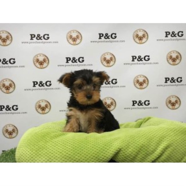 Yorkshire Terrier puppy for sale + 46787