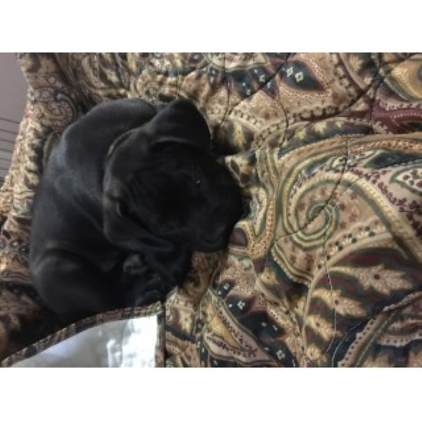 Cane Corso puppy for sale + 46479