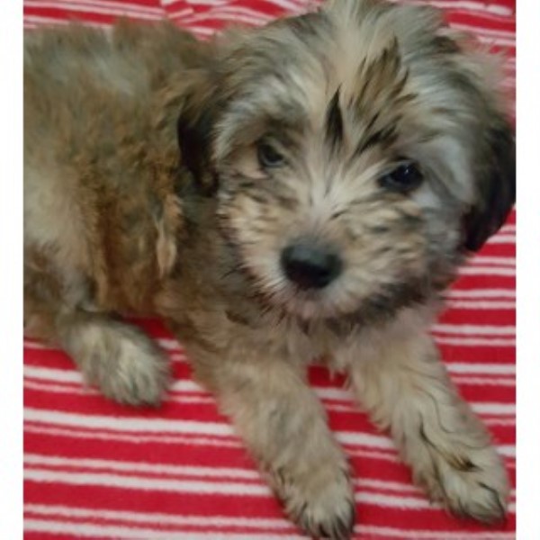 Maltese puppy for sale + 46277