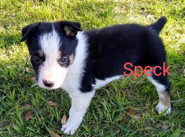 Border Collie puppy for sale + 63398