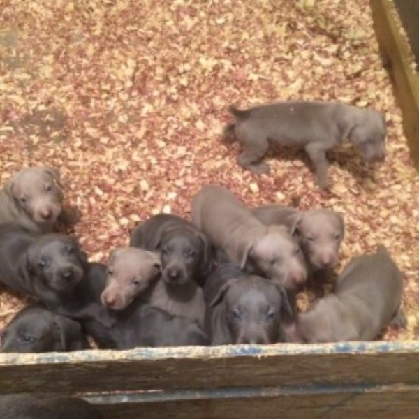 weimaraner puppies for sale in ohio weimaraner puppies and dogs for sale and adoption freedoglistings weimaraner puppies for sale in ohio weimaraner puppies and dogs for sale and adoption freedoglistings