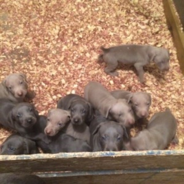 Weimaraner Puppies For Sale