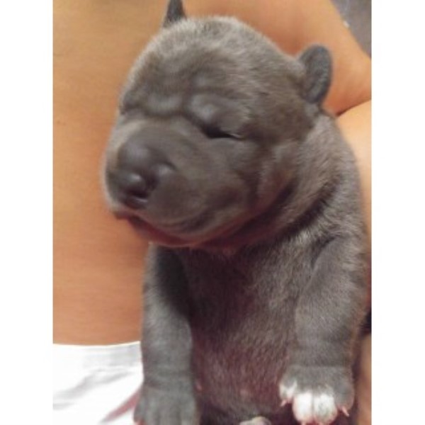 American Staffordshire Terrier Pups For Sale!