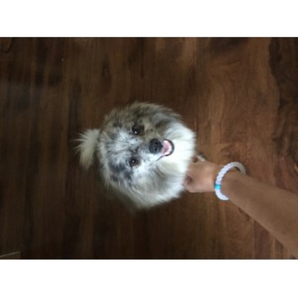 ckc pomeranian puppies for sale pomeranian puppies and dogs for sale and adoption page 3 freedoglistings ckc pomeranian puppies for sale pomeranian puppies and dogs for sale and adoption page 3 freedoglistings