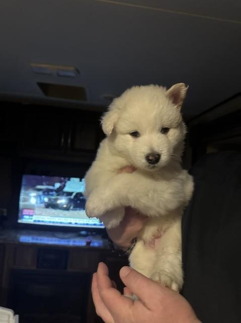 Alaskan Malamute Puppies for sale