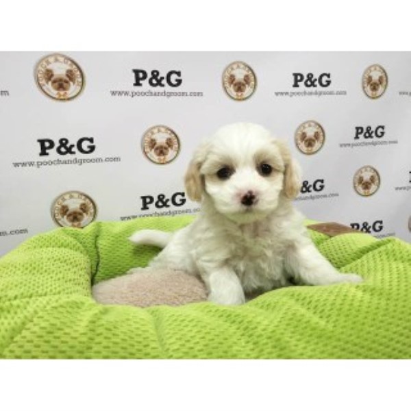 Maltese puppy for sale + 45581