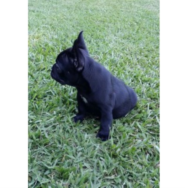 French Bulldog puppy for sale + 45514