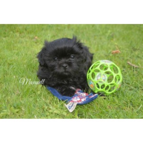 Handsome Shih Tzu Puppy! So Precious And Sweet!